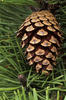 Pinus Wood Identification Guide